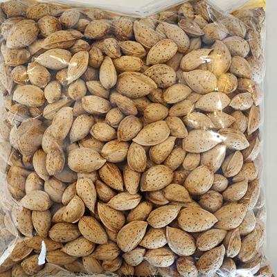 BADAM WITH SHELL